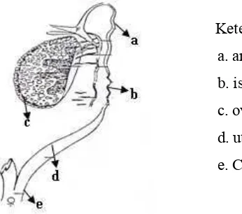 Gambar 2. Organ reperoduksi mencit betina  