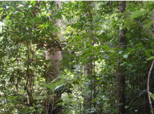Gambar 2. Vegetasi di Hutan Lindung Gunung Sirimau  Sedangkan  untuk  tingkat  semai 