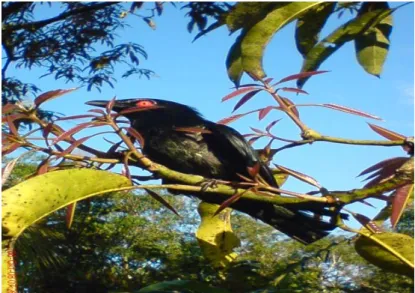 Gambar 1. jenis burung Mata Merah (Aplonis motalica)  Lokasi  hutan  Lindung  Gunung 