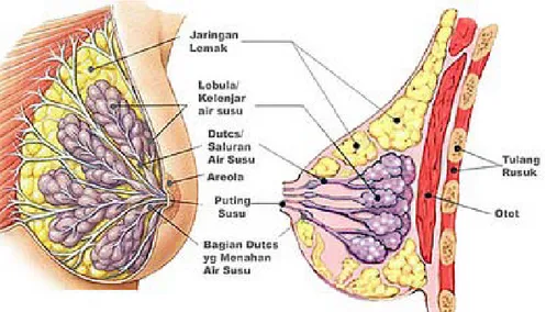 Gambar 2.1. Anatomi Payudara (Farrer, 2001). 