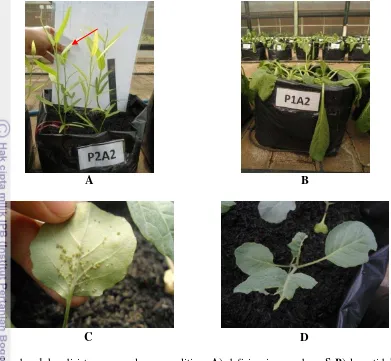Gambar 1 kondisi tanaman selama penelitian: A) defisiensi unsur hara S B) layu tidak 