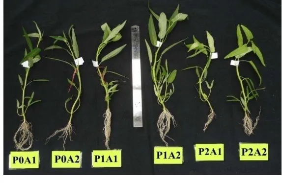Gambar 3 Perbandingan tanaman kangkung periode II pada berbagai jenis perlakuan: 