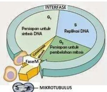 Gambar 2. Siklus Pembelahan sel (Campbell et al., 2010) 