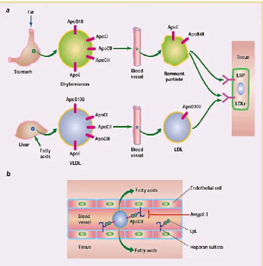 Gambar 5. Metabolisme Trigliserida (Rosseti &amp; Goldberg, 2002) 