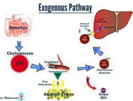 Gambar 3. Metabolisme lipoprotein jalur eksogen  Sumber : (Brown, 2010) 