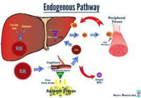 Gambar 4. Metabolisme lipoprotein jalur endogen  Sumber : (Brown, 2010) 