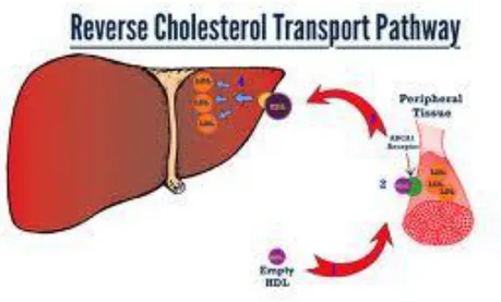 Gambar  5.  Metabolisme  lipoprotein  jalur  reverse  cholesterol  transport 
