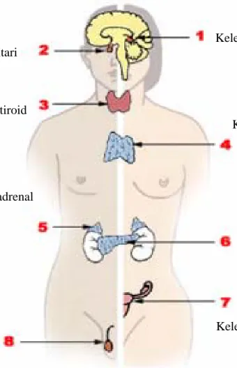 Gambar 1 Sistem Endokrin 