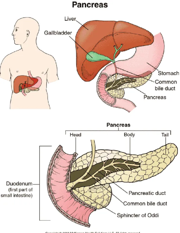 Gambar 2 Pankreas 