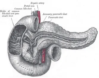Gambar 1: pankreas (http://www.google.co.id/image)