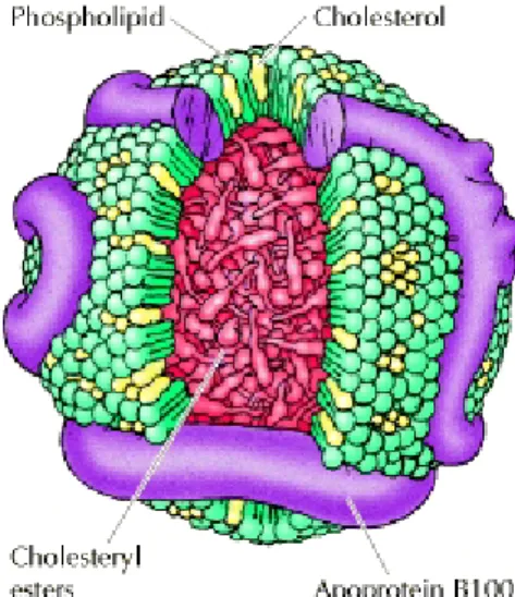 Gambar 1. Struktur Lipidprotein 