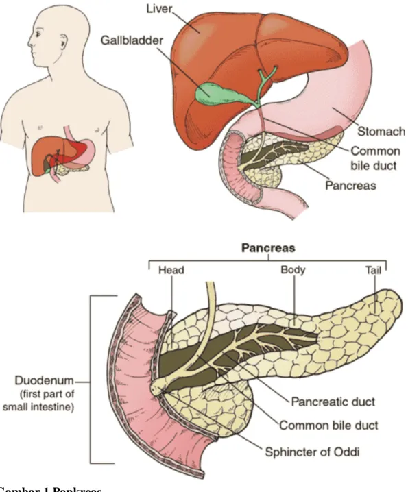 Gambar 1 Pankreas 