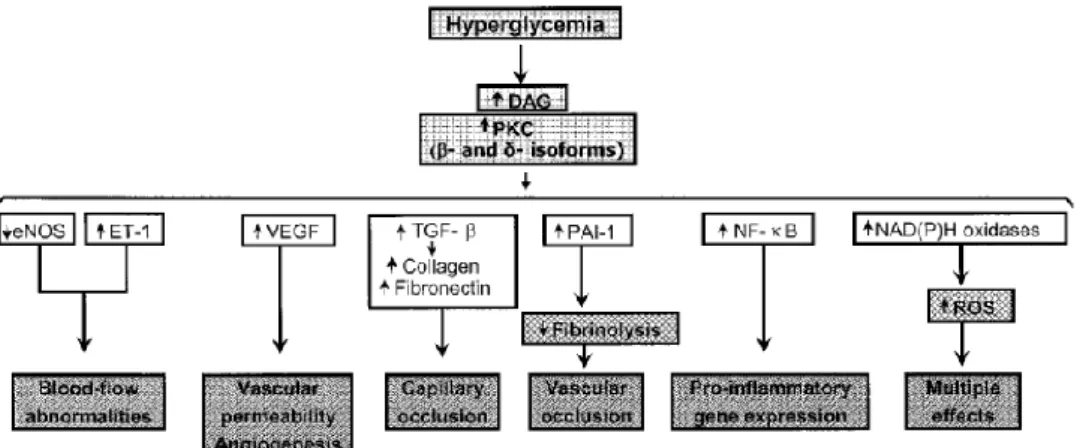 Gambar 2. Proses Hiperglikemia dalam induksi PKC 
