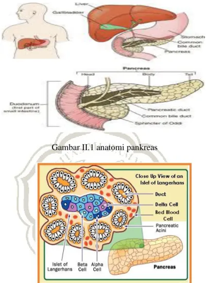 Gambar II.1 anatomi pankreas 