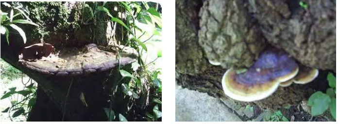Gambar 4. Tubuh buah pada a) A. cuanzensis dan b) D. longan