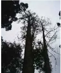 Gambar 11. Cabang Mati pada P. caribaea 
