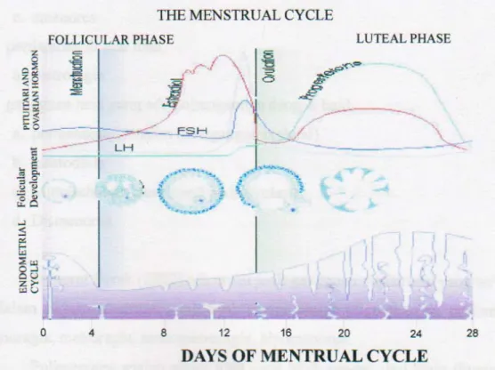 Gambar 2.1. Siklus Menstruasi (www.sproject. Mmi.megill.ca.com) 