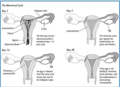 Gambar 2.4. Gambaran siklus menstruasi pada saluran reproduksi  Sumber: The American Congress of Obstetricians and Gynecologists, 2010