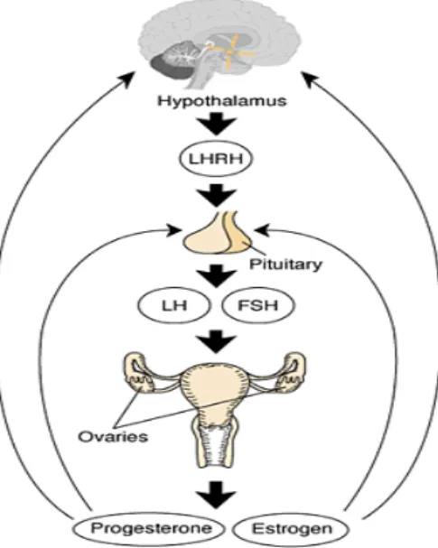 Gambar 2.2. Hipothalamus-Pituitary-Gonadal (HPA) axis. 