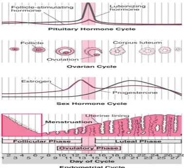 Gambar 2.3. Perubahan selama siklus menstruasi  Sumber: Rosenblatt, Peter L, 2007. Menstrual Cycle 