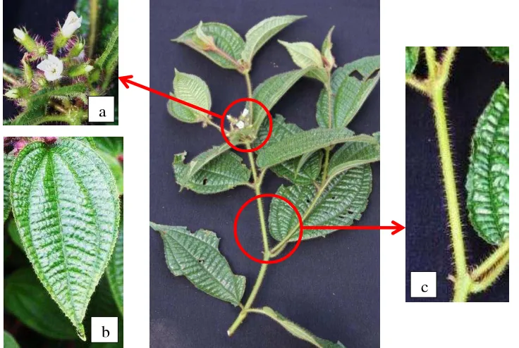 Gambar 1 tumbuhan ini memiliki ciri: infloresens terbatas, daun mahkota (petal) berwarna putih, benang sari berjumlah sepuluh, bunga biseksual, tabung kelopak melebar berbentuk lonceng dengan panjang 0.5 cm, dan tangkai bunga berukuran 3-4 cm (Gambar 1a)