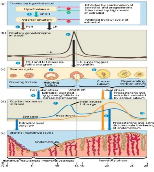 Gambar 1. Siklus menstruasi 