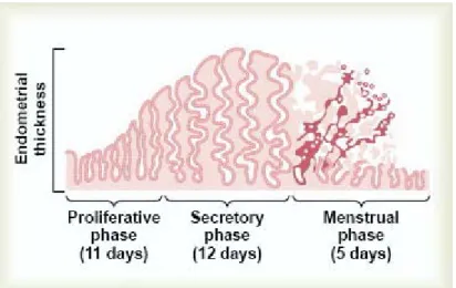 Gambar 2.2  Fase pertumbuhan endometrium dan menstruasi                       selama setiap siklus bulanan seksual wanita  Sumber: Guyton (1997) 