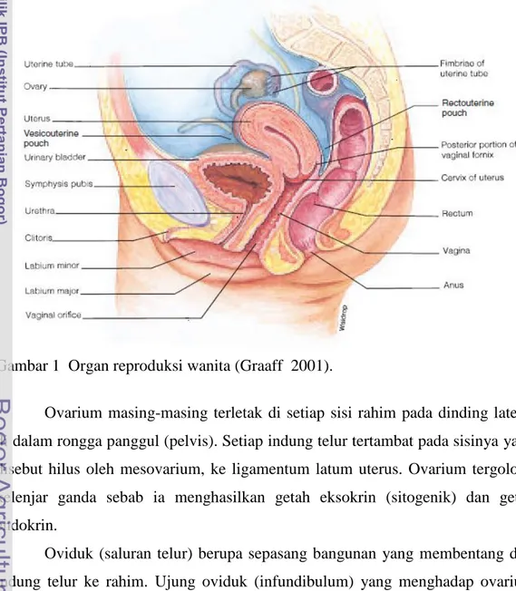 Gambar 1  Organ reproduksi wanita (Graaff  2001). 