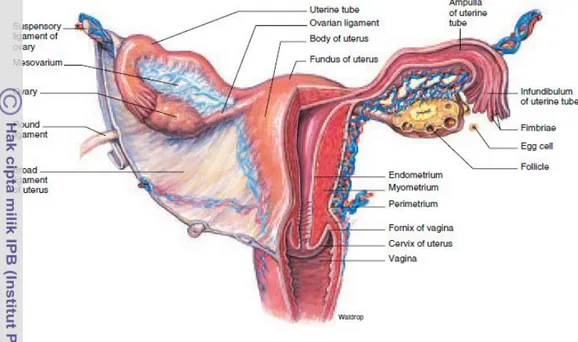 Gambar 2  Organ reproduksi internal wanita (Graaff  2001). 