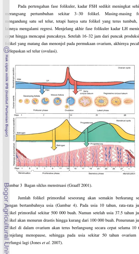 Gambar 3  Bagan siklus menstruasi (Graaff 2001). 