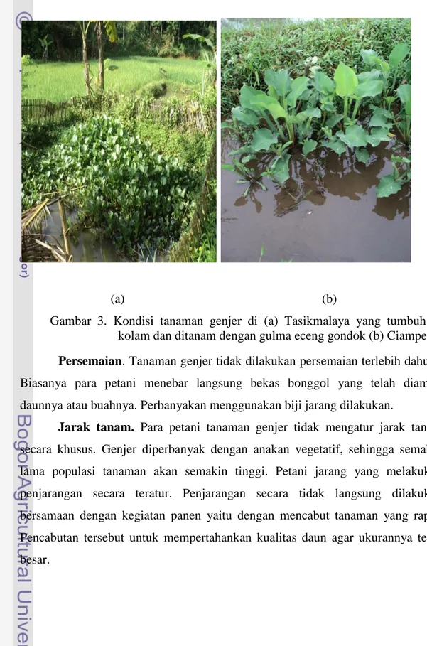 Gambar  3.  Kondisi  tanaman  genjer  di  (a)  Tasikmalaya  yang  tumbuh  di  kolam dan ditanam dengan gulma eceng gondok (b) Ciampea  Persemaian