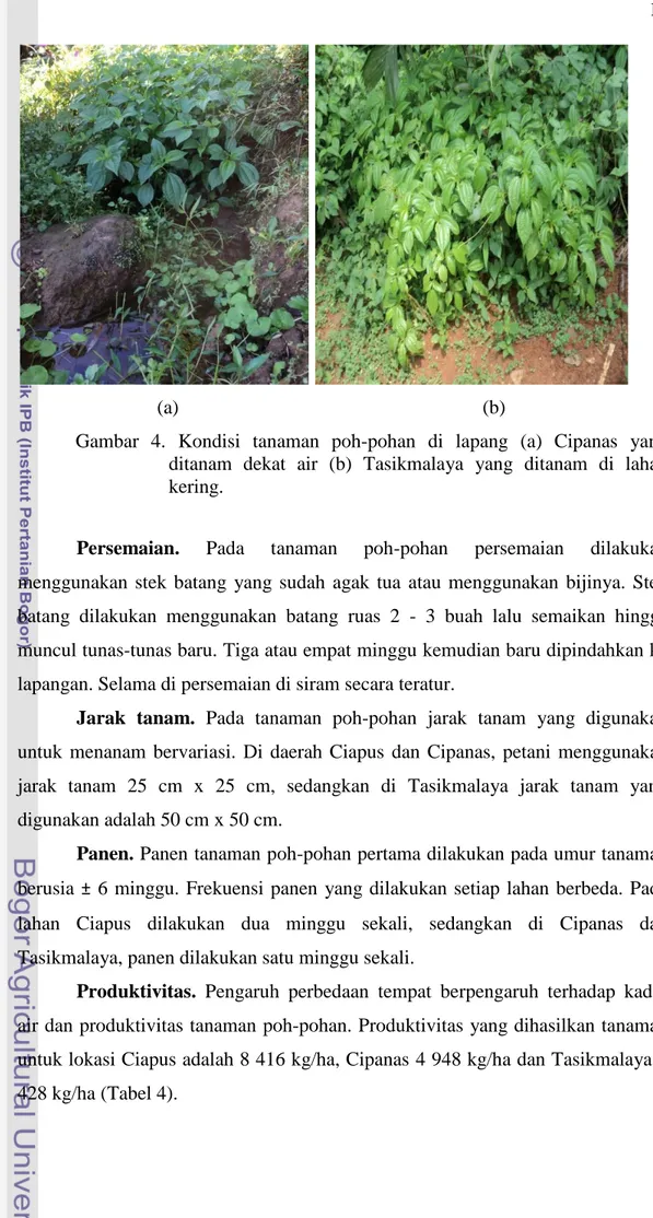 Gambar  4.  Kondisi  tanaman  poh-pohan  di  lapang  (a)  Cipanas  yang  ditanam  dekat  air  (b)  Tasikmalaya  yang  ditanam  di  lahan  kering