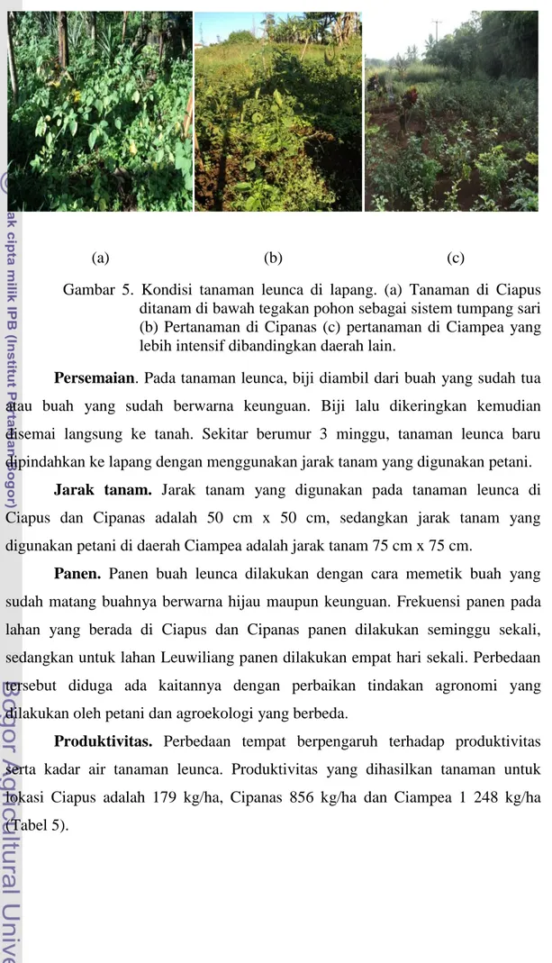 Gambar  5.  Kondisi  tanaman  leunca  di  lapang.  (a)  Tanaman  di  Ciapus  ditanam di bawah tegakan pohon sebagai sistem tumpang sari  (b)  Pertanaman  di  Cipanas  (c)  pertanaman  di  Ciampea  yang  lebih intensif dibandingkan daerah lain