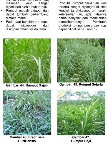 Gambar. 45. Rumput Setaria 