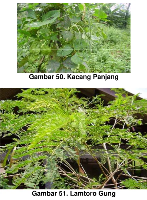 Gambar 50. Kacang Panjang 