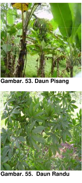 Gambar. 53. Daun Pisang 