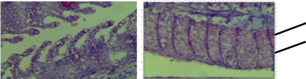 Figure 12. Histopathological examination of gill tissues of negative and positive fish controls.