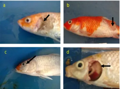 Gambar 2. Gejala  klinis  ikan  koi  yang  terserang  KHV;  a)  insang  nekrosis  dan  geripis, b) ulcer di bagian dorsal, c) mata cekung, dan d) insang pucat.