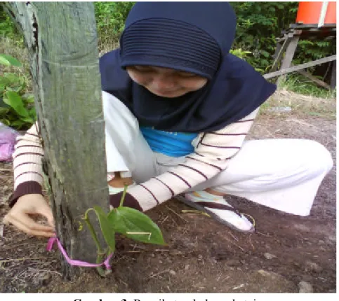 Gambar 4. Penggemburan tanah 