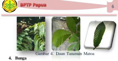 Gambar 5.  Bunga  Tanaman  Matoa 