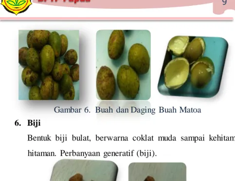 Gambar 7.  Biji  Matoa 