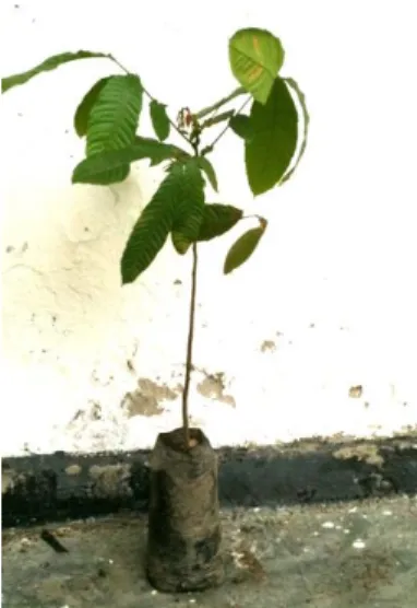 Gambar  8.  Hasil perbanyakan  dengan  sambung. 