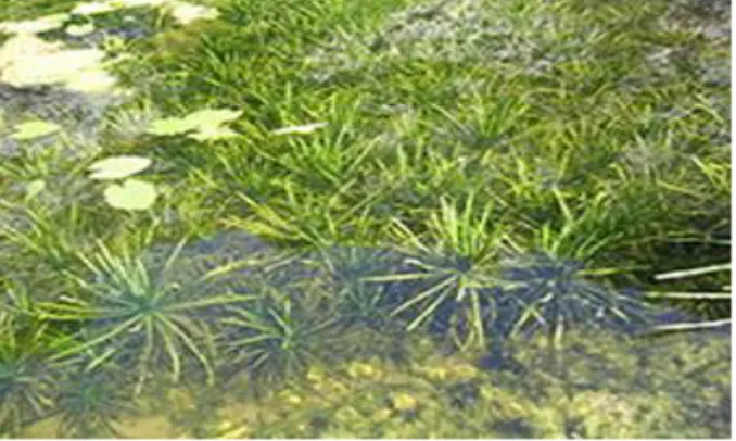 Gambar 2.4 Ganggang (Hydrilla verticillata)  Sumber : http://www.google.com 