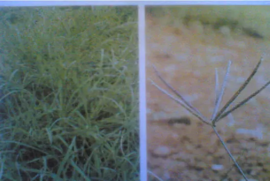 Gambar 5. Gambar Gulma  Elusine indica ( rumput belulang ) 