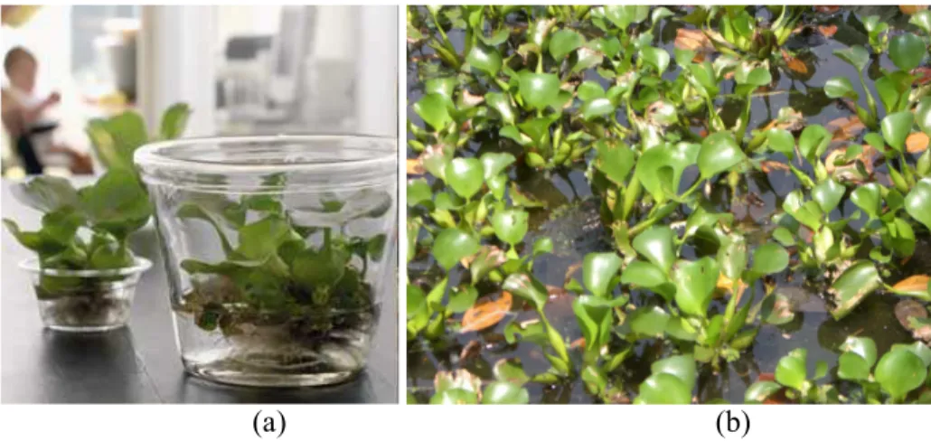 Gambar 1.1 Eceng gondok sebagai tanaman hias (a) dan eceng gondok sebagai  gulma (b) 