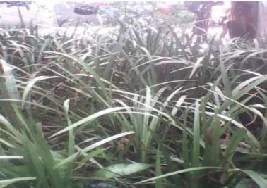 Gambar 1. Tumbuhan Jeringau (Dokumentasi pribadi) 