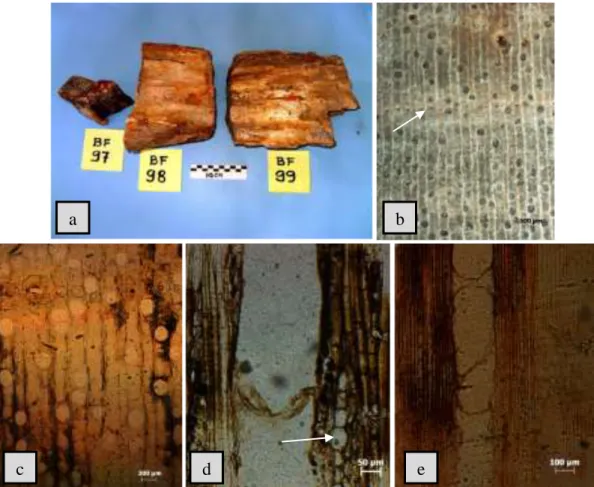 Gambar 4. Fosil kayu dari Flores: a. BF 97: Shoreoxylon floresiensis Dewi et al,   BF 98 dan 97 belum diteliti, b