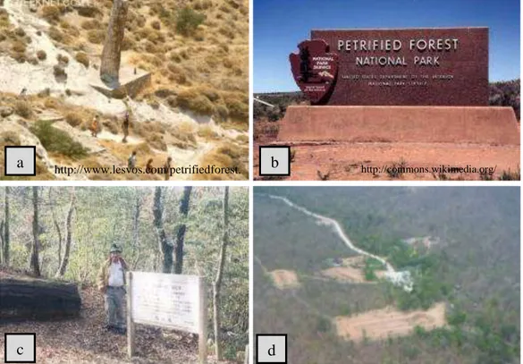 Gambar 4. Konservasi fosil kayu di luar negeri: a. Lesvos Petrified Forest, b. Arizona Petrified  Forest, c