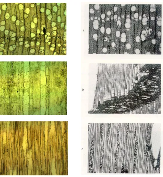 Gambar 9.  Foto perbandingan mikroskopis fosil kayu Shoreoxylon sp. (Meranti)  dengan kayu Shorea sp