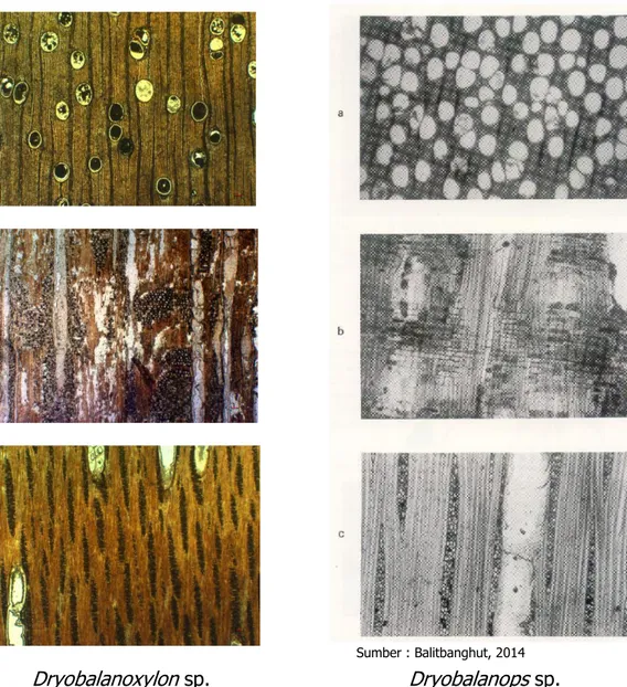 Gambar 11.  Foto perbandingan mikroskopis fosil kayu Dryobalanoxylon sp. 